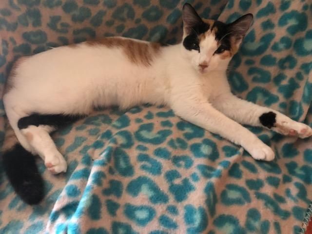 Enlarge Ireland , a Adopted American Bobtail in Marietta, GA image 1/5