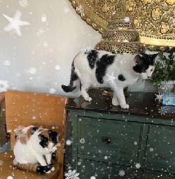 Enlarge Ireland , a Adopted American Bobtail in Marietta, GA image 2/5