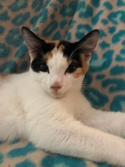 Enlarge Ireland , a Adopted American Bobtail in Marietta, GA image 3/5