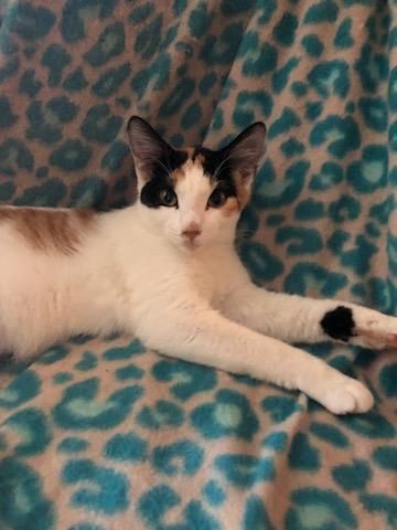 Enlarge Ireland , a Adopted American Bobtail in Marietta, GA image 4/5