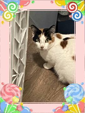 Enlarge Ireland , a Adopted American Bobtail in Marietta, GA image 5/5