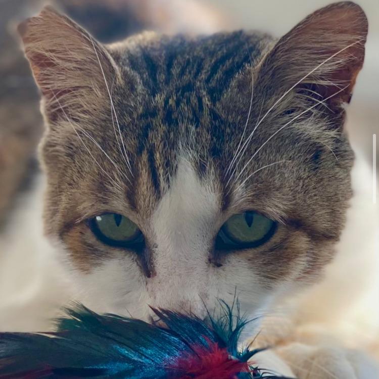 Meredith Robare, Adoptable, Senior Female Domestic Short Hair.