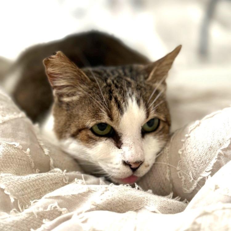 Enlarge Meredith Robare, a Adoptable Domestic Short Hair in Merrifield, VA image 2/4