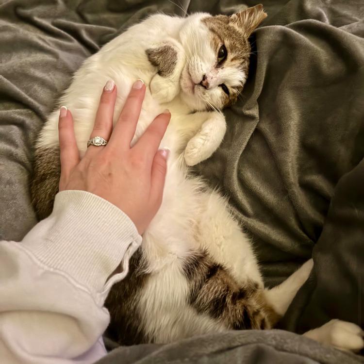 Enlarge Meredith Robare, a Adoptable Domestic Short Hair in Merrifield, VA image 4/4