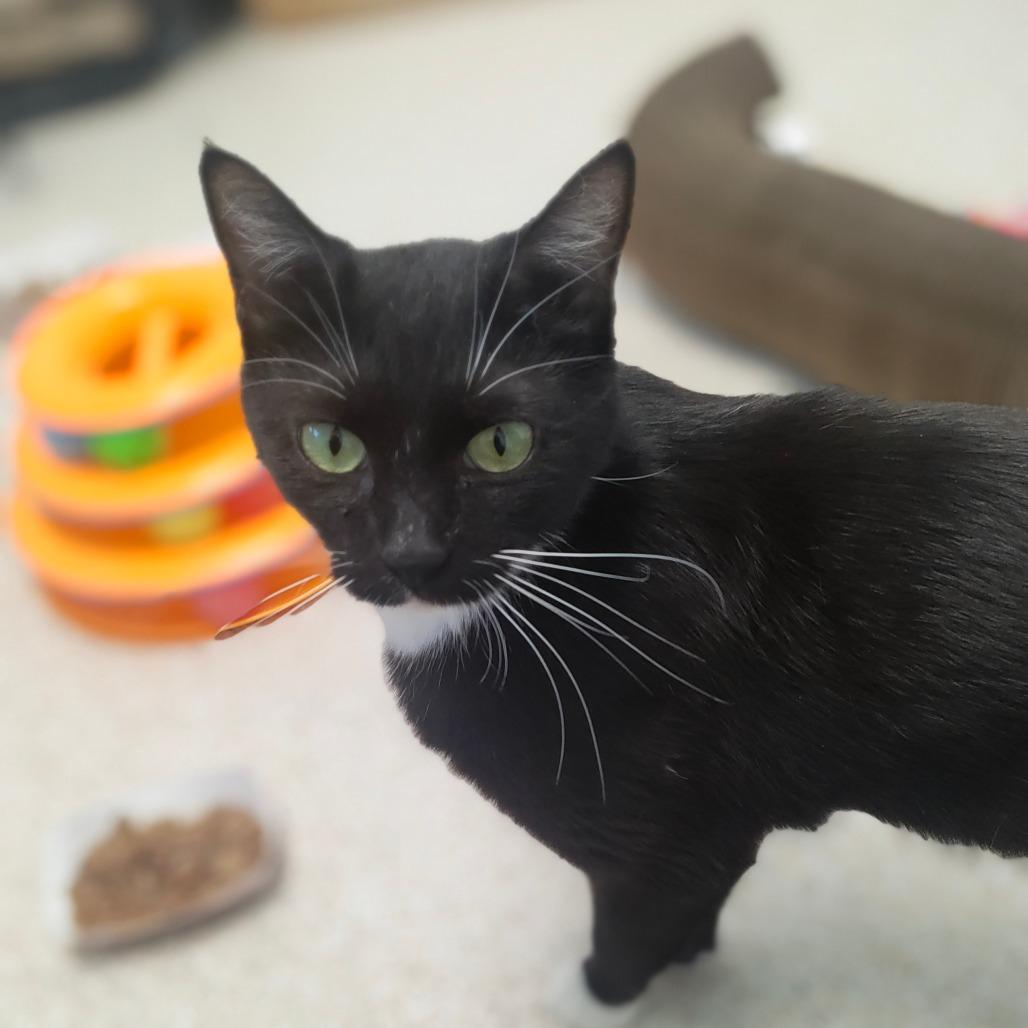 Wilma, Adoptable, Adult Female Domestic Short Hair.