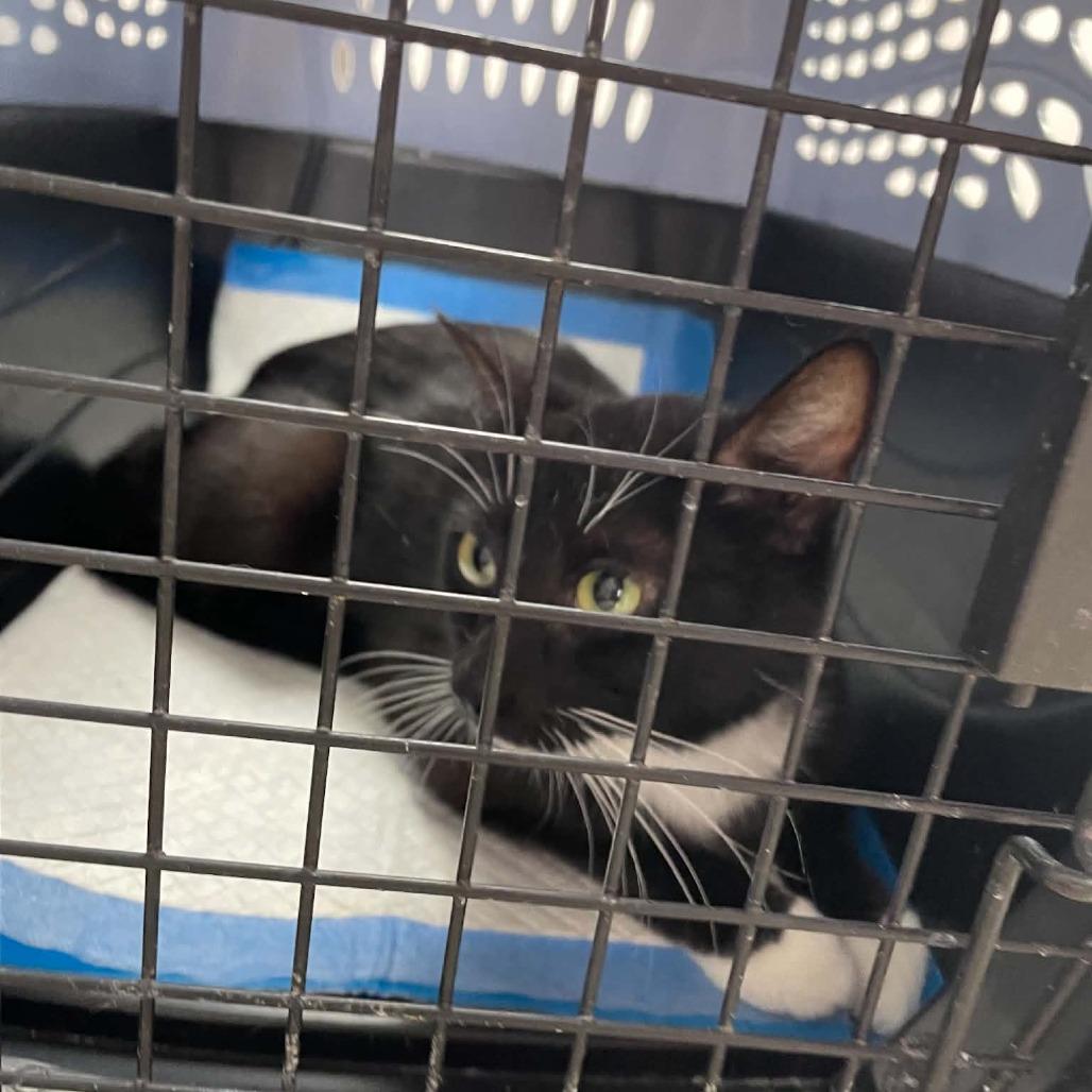 Enlarge Wilma, a Adoptable Domestic Short Hair in St. Helena, CA image 2/4