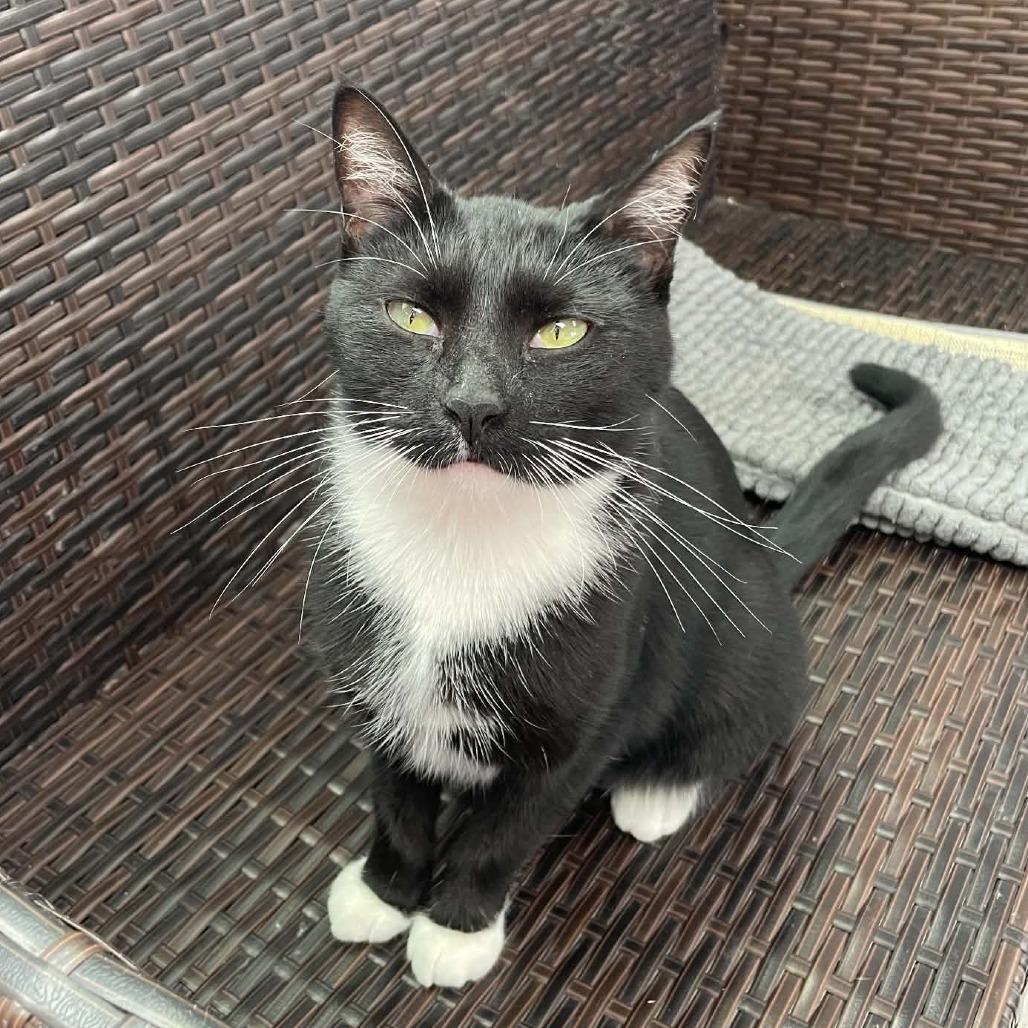 Enlarge Wilma, a Adoptable Domestic Short Hair in St. Helena, CA image 3/6
