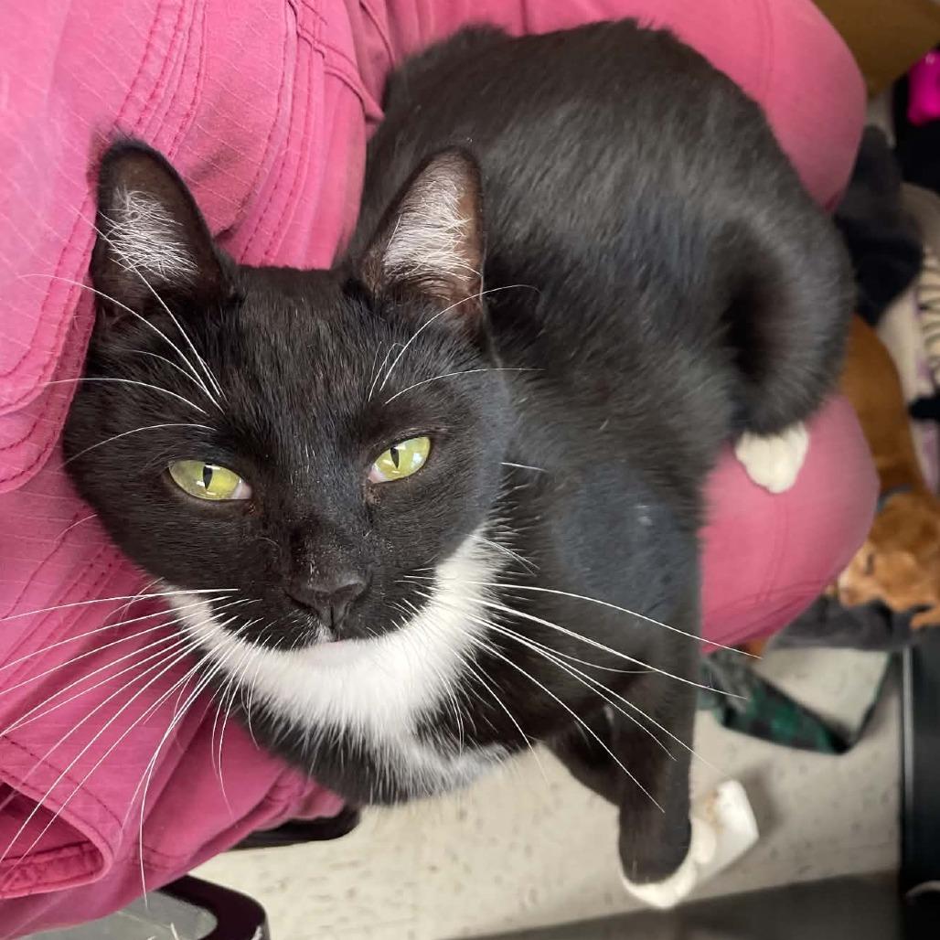Enlarge Wilma, a Adoptable Domestic Short Hair in St. Helena, CA image 4/6