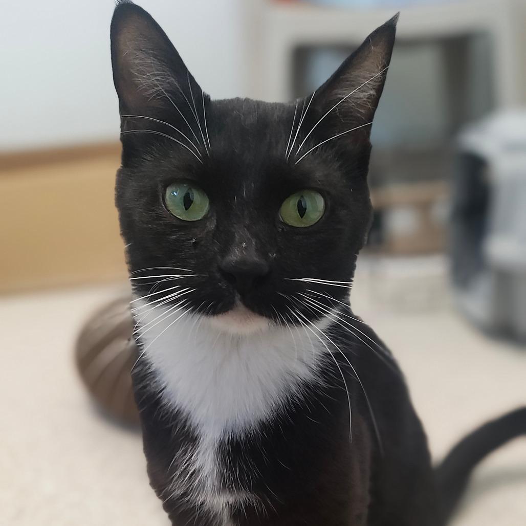Enlarge Wilma, a Adoptable Domestic Short Hair in St. Helena, CA image 4/4