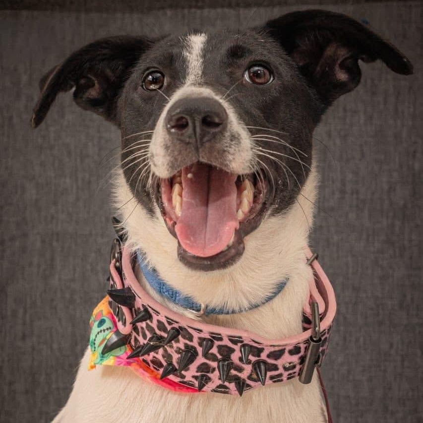 Matilda, an adoptable mixed breed in North Vancouver, BC image 1/3