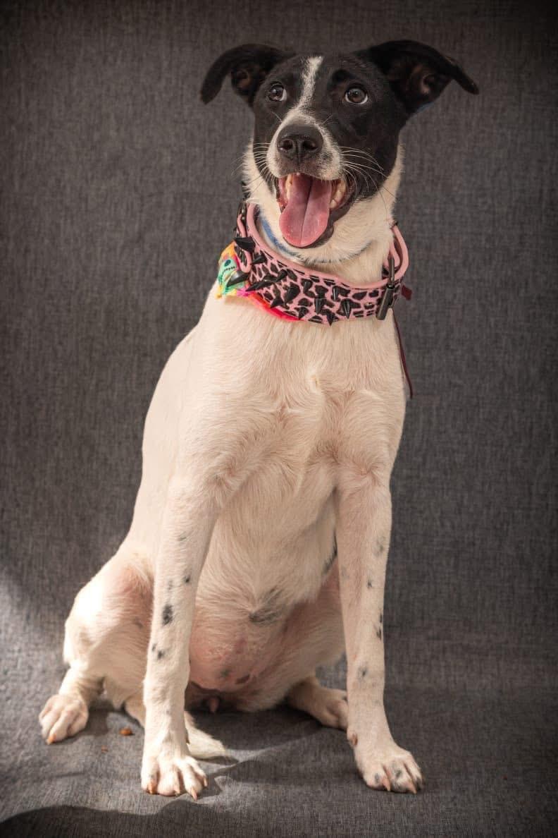 Matilda, an adoptable mixed breed in North Vancouver, BC image 2/3