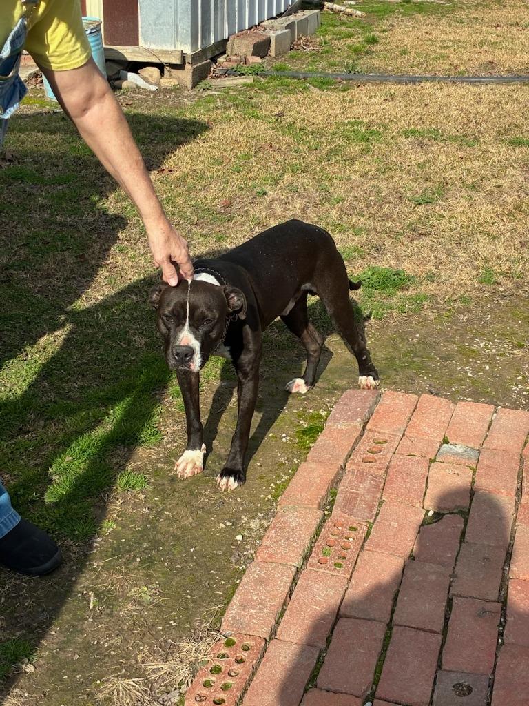 Brodie- Adoptable, a Adoptable mixed breed in Chickamauga , GA image 1/2