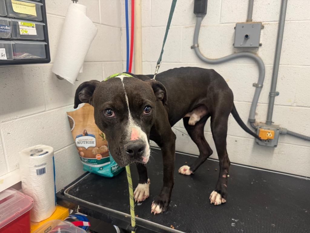 Brodie- Adoptable, a Adoptable mixed breed in Chickamauga , GA image 2/2