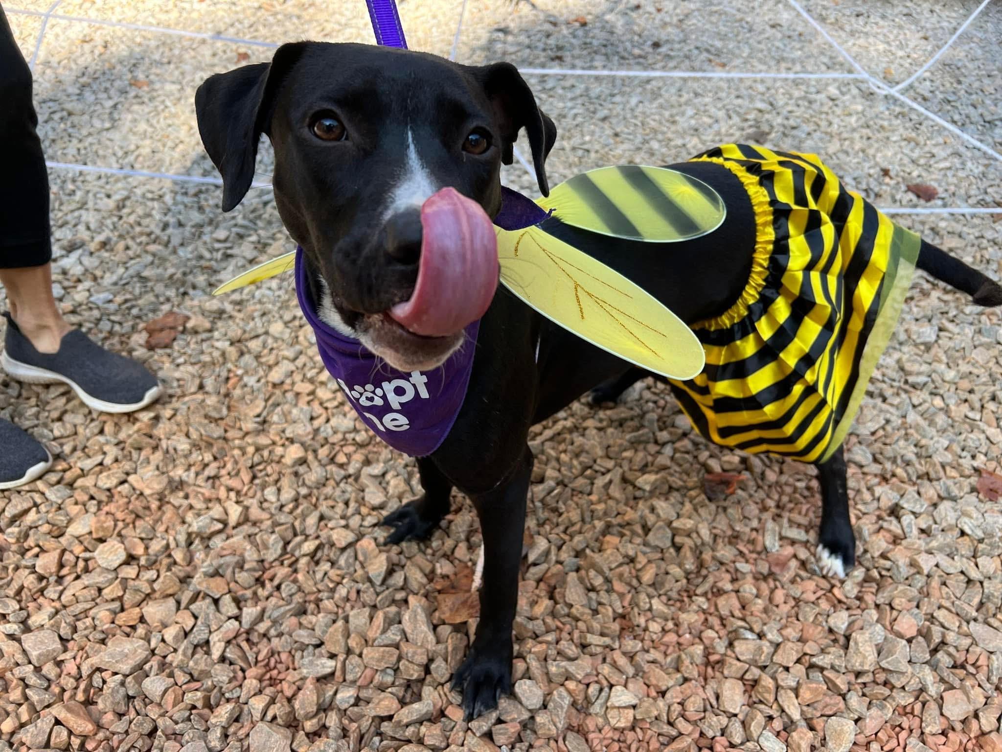 Enlarge Sierra, a Adoptable mixed breed in Cumming, GA image 3/6