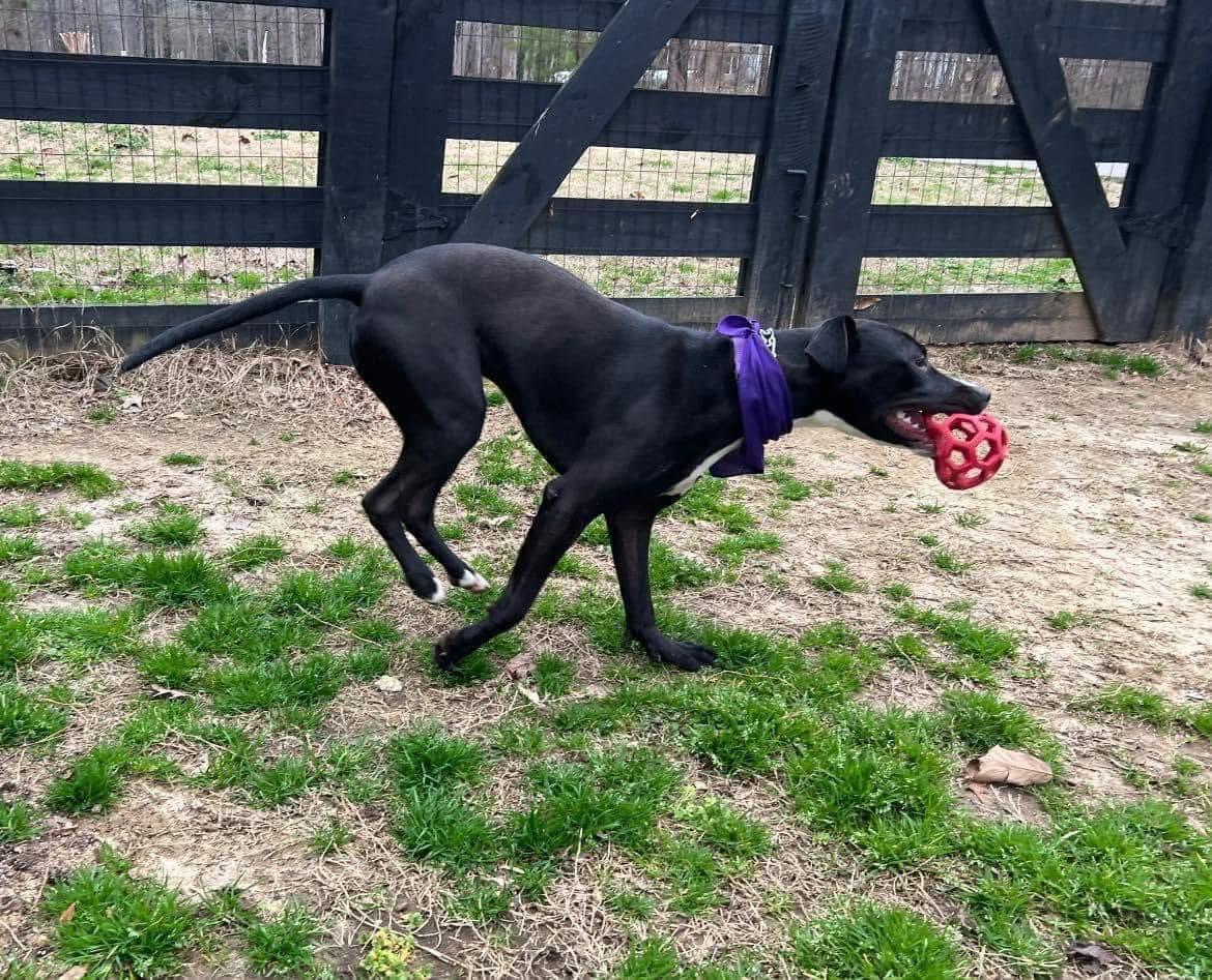 Enlarge Sierra, a Adoptable mixed breed in Cumming, GA image 6/6