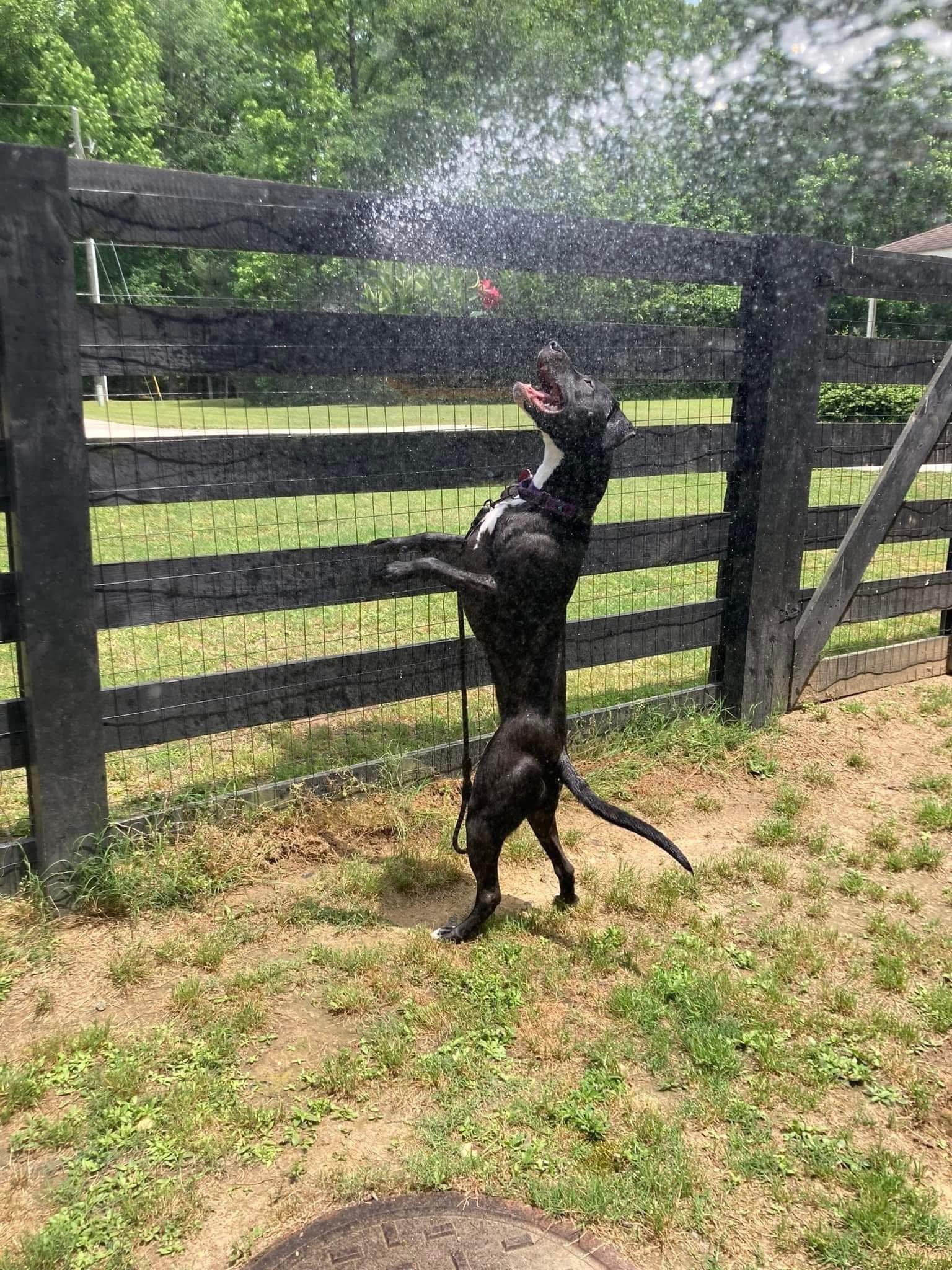 Enlarge Sierra, a Adoptable mixed breed in Cumming, GA image 5/6