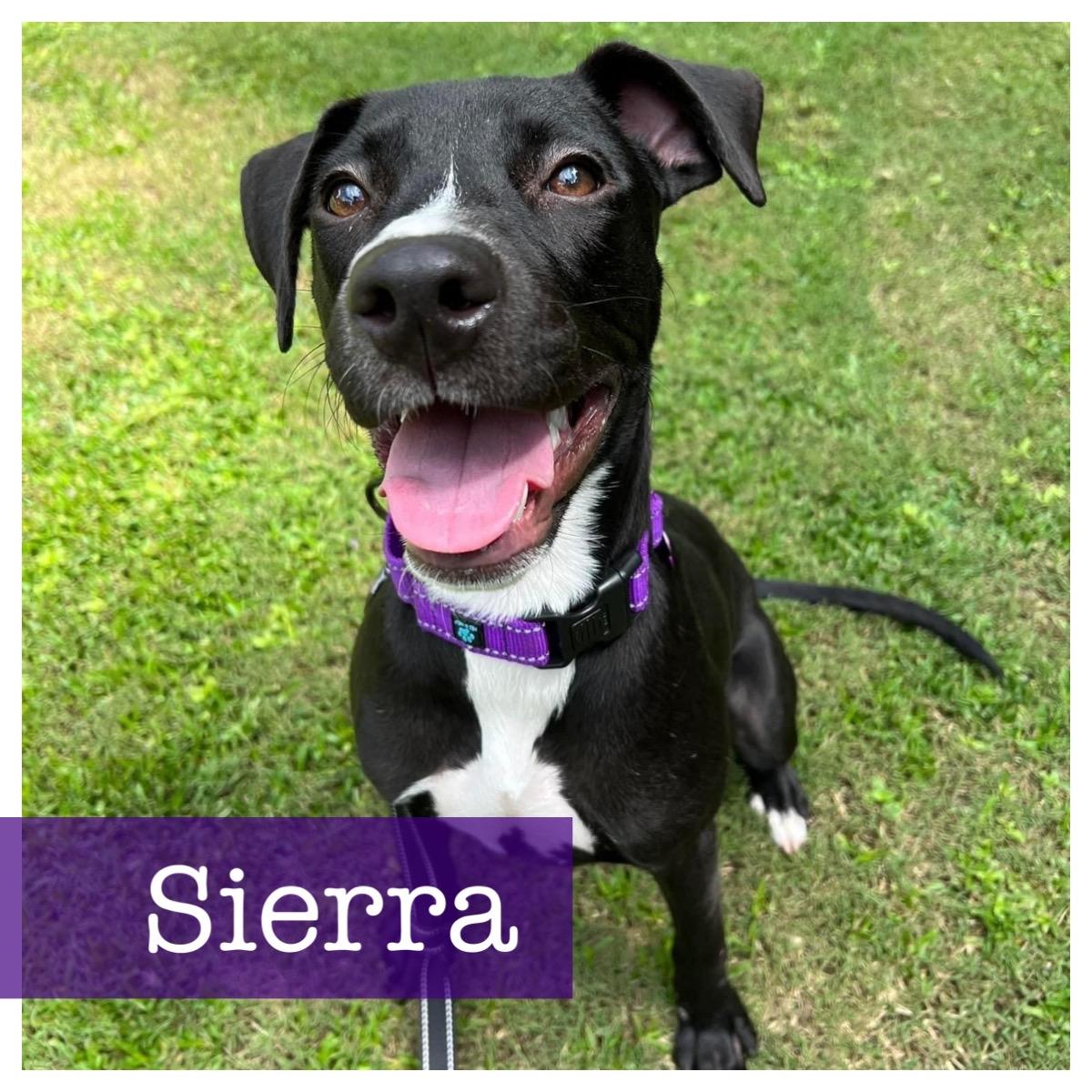 Sierra, Adoptable, Adult Female Black Labrador Retriever & American Bully.