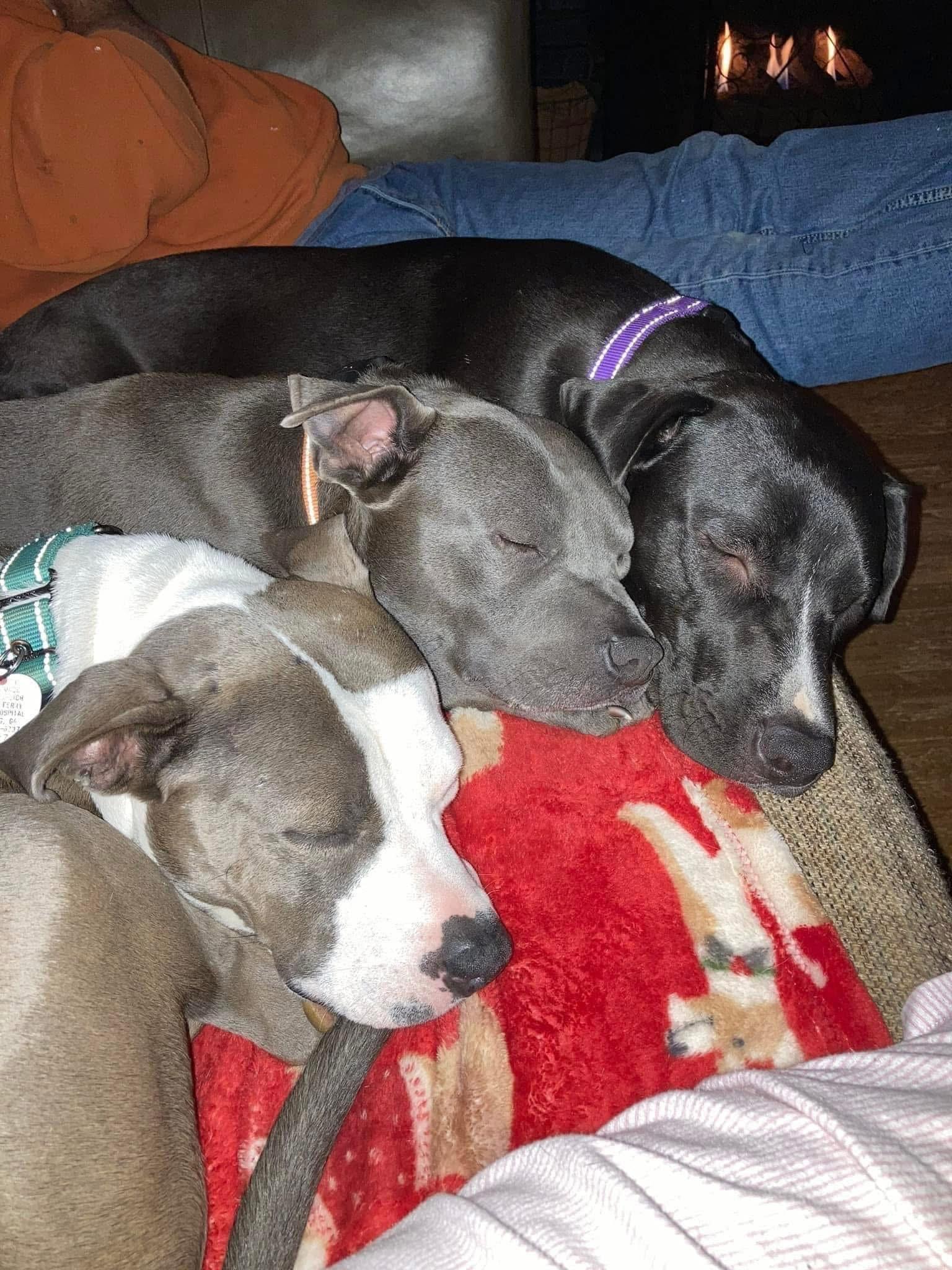 Enlarge Sierra, a Adoptable mixed breed in Cumming, GA image 2/6