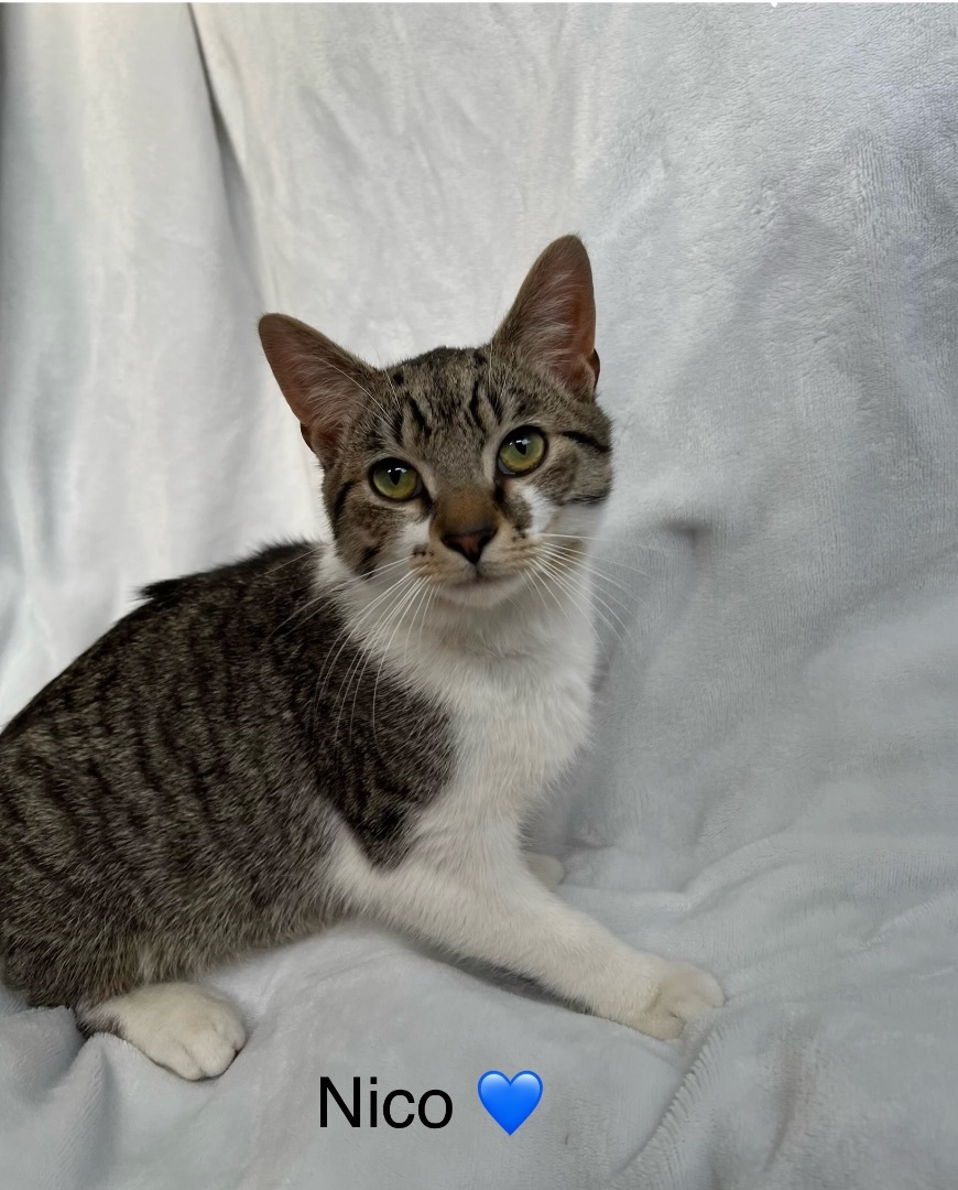 Nico, Adopted, Young Male Domestic Short Hair.