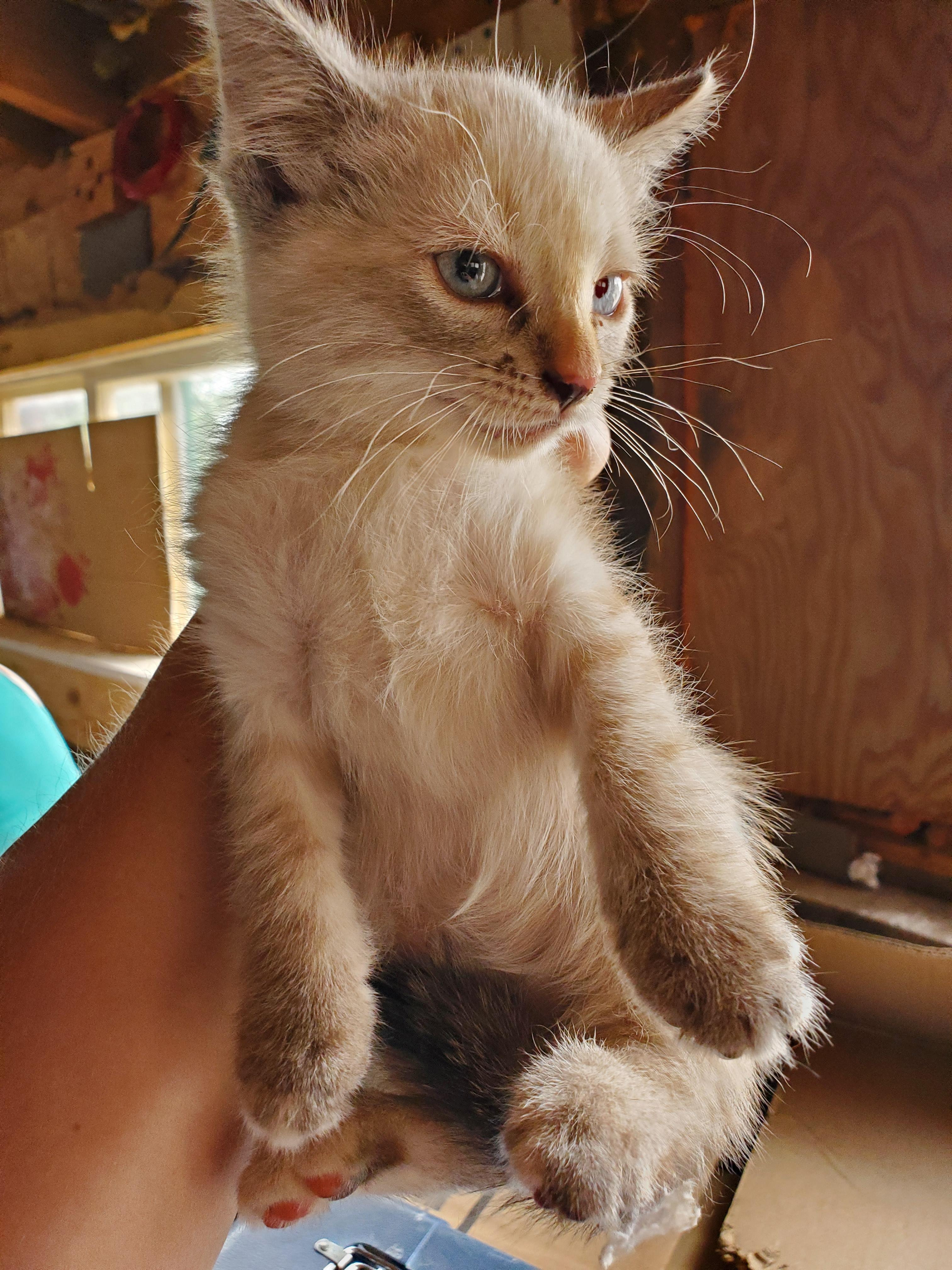 Enlarge Babbet, a Adopted Domestic Short Hair in Nucla, CO image 1/1