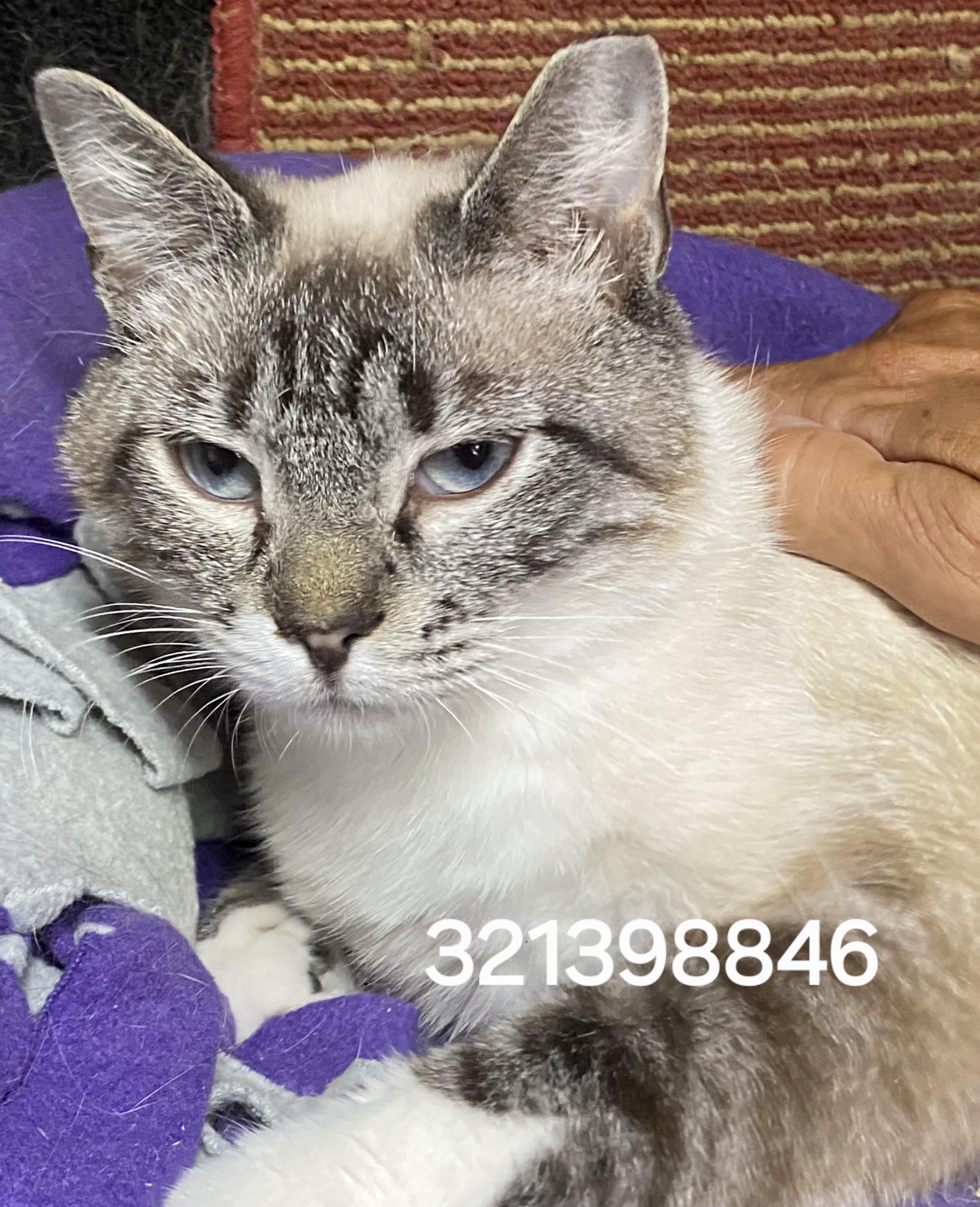321398846, ADOPTABLE, Adult Female Siamese.
