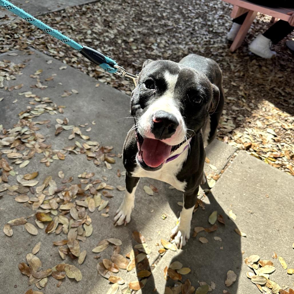 Bettles — thumbnail 2