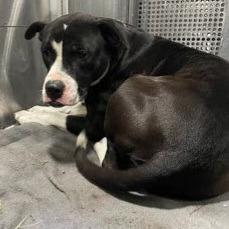 Bettles — thumbnail 3