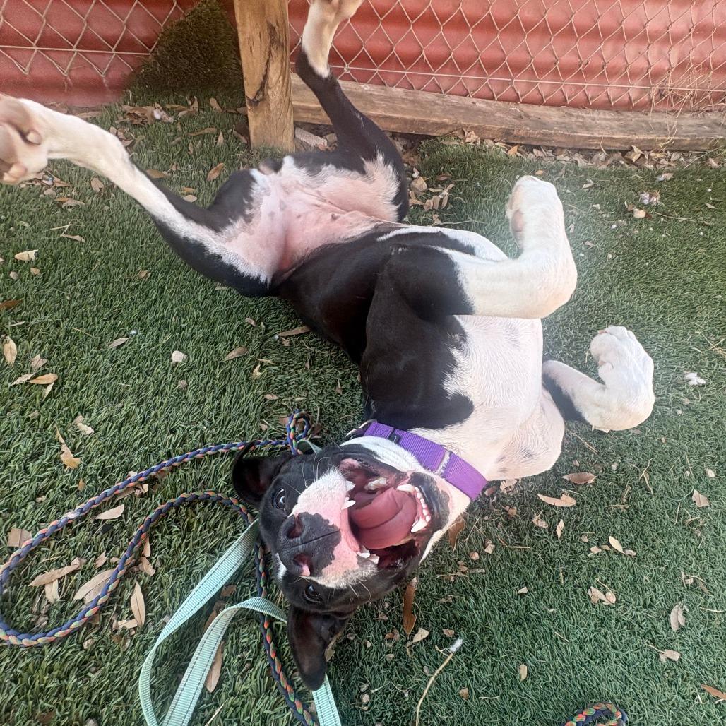 Bettles — thumbnail 5