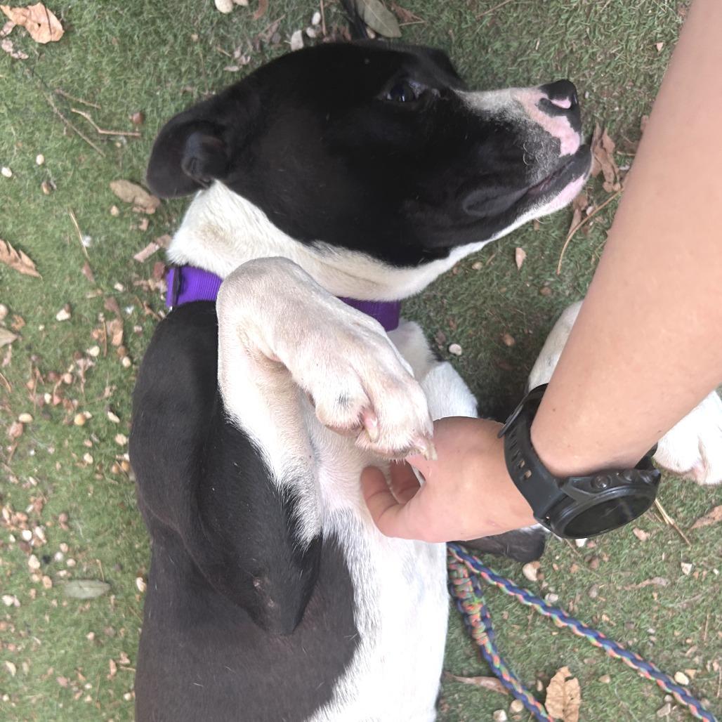 Bettles — thumbnail 6