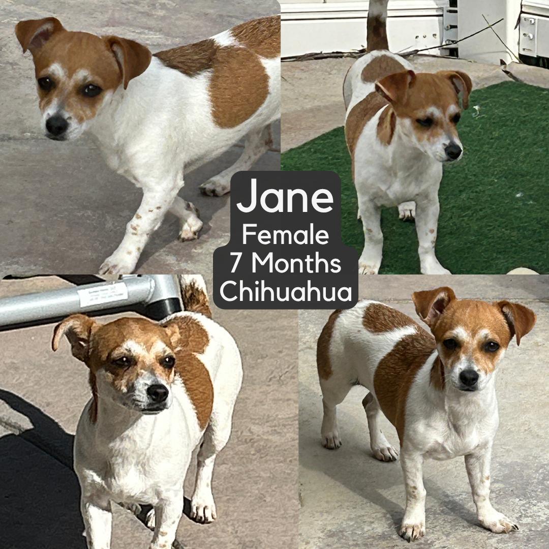 Jane, ADOPTABLE, Young Female Chihuahua.