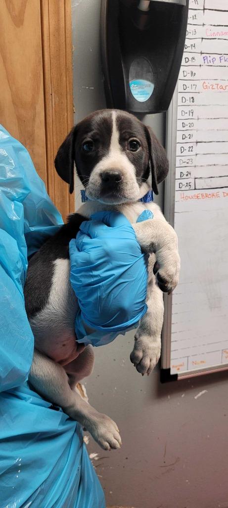 Rummy, Adoptable, Puppy Male Mixed Breed.