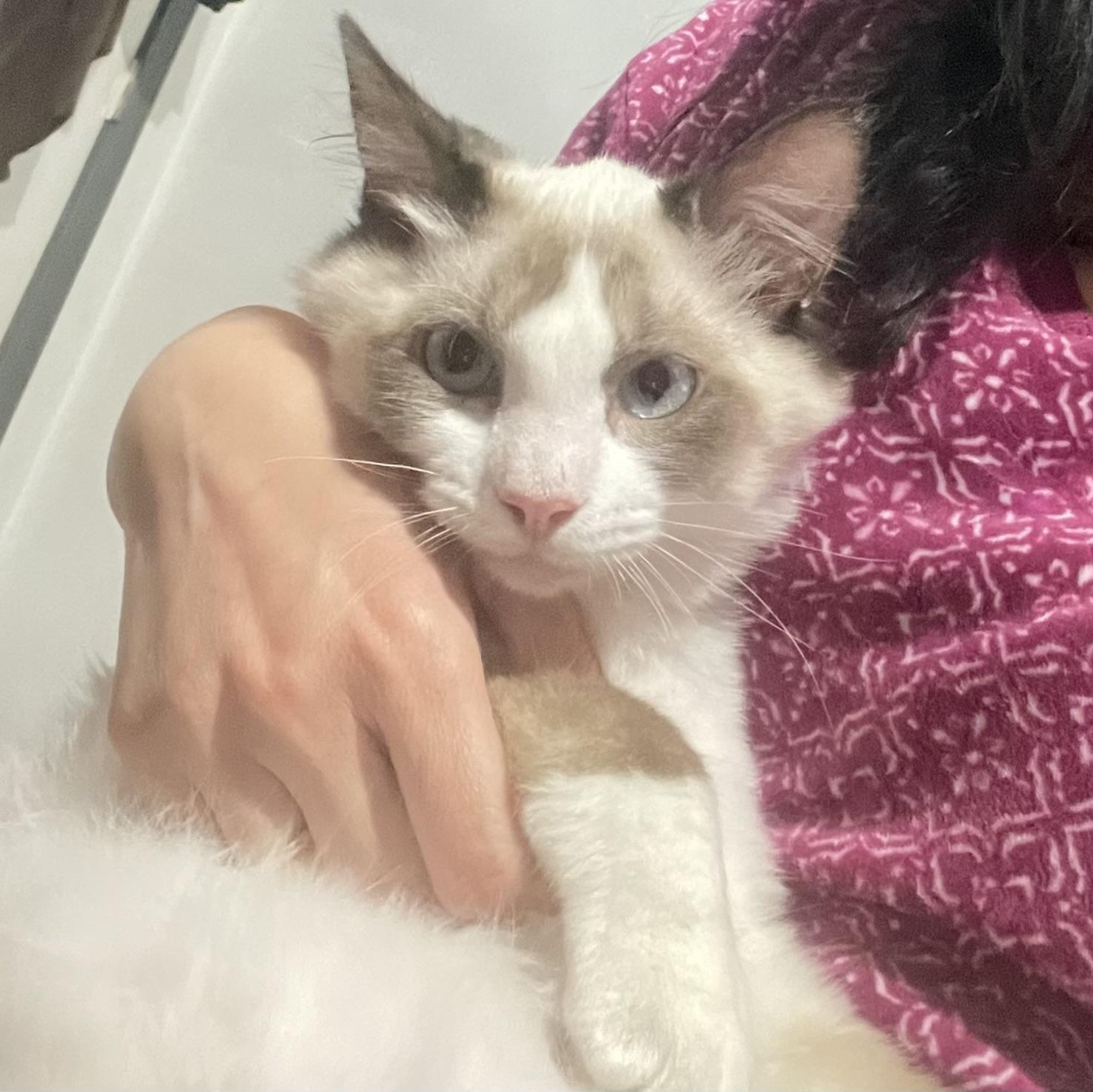 Jacob & Eddy INDOOR ONLY, adopted, Kitten Male Siamese & Snowshoe.