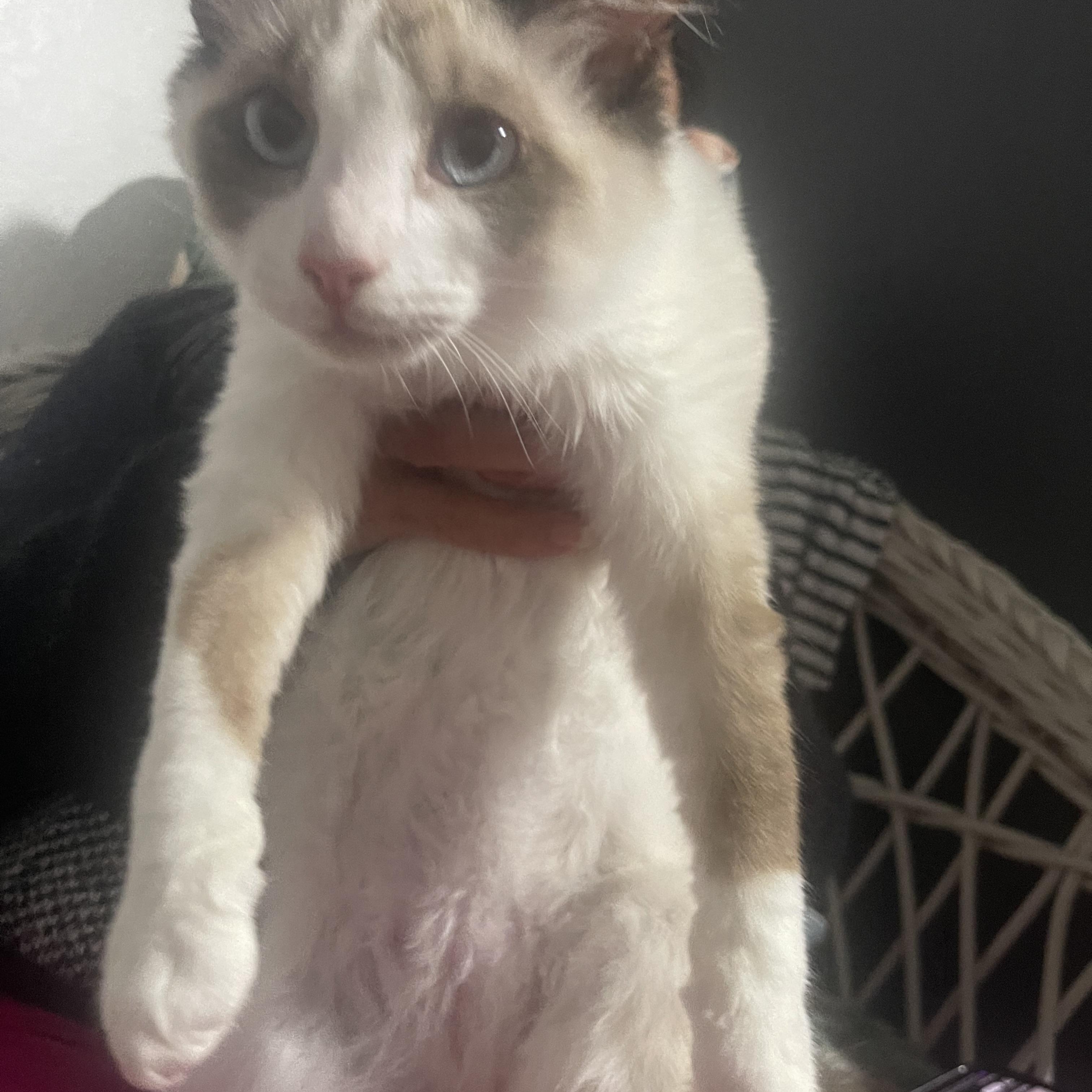 Enlarge Jacob & Eddy INDOOR ONLY, an adopted mixed breed in Elk Grove, CA image 2/6