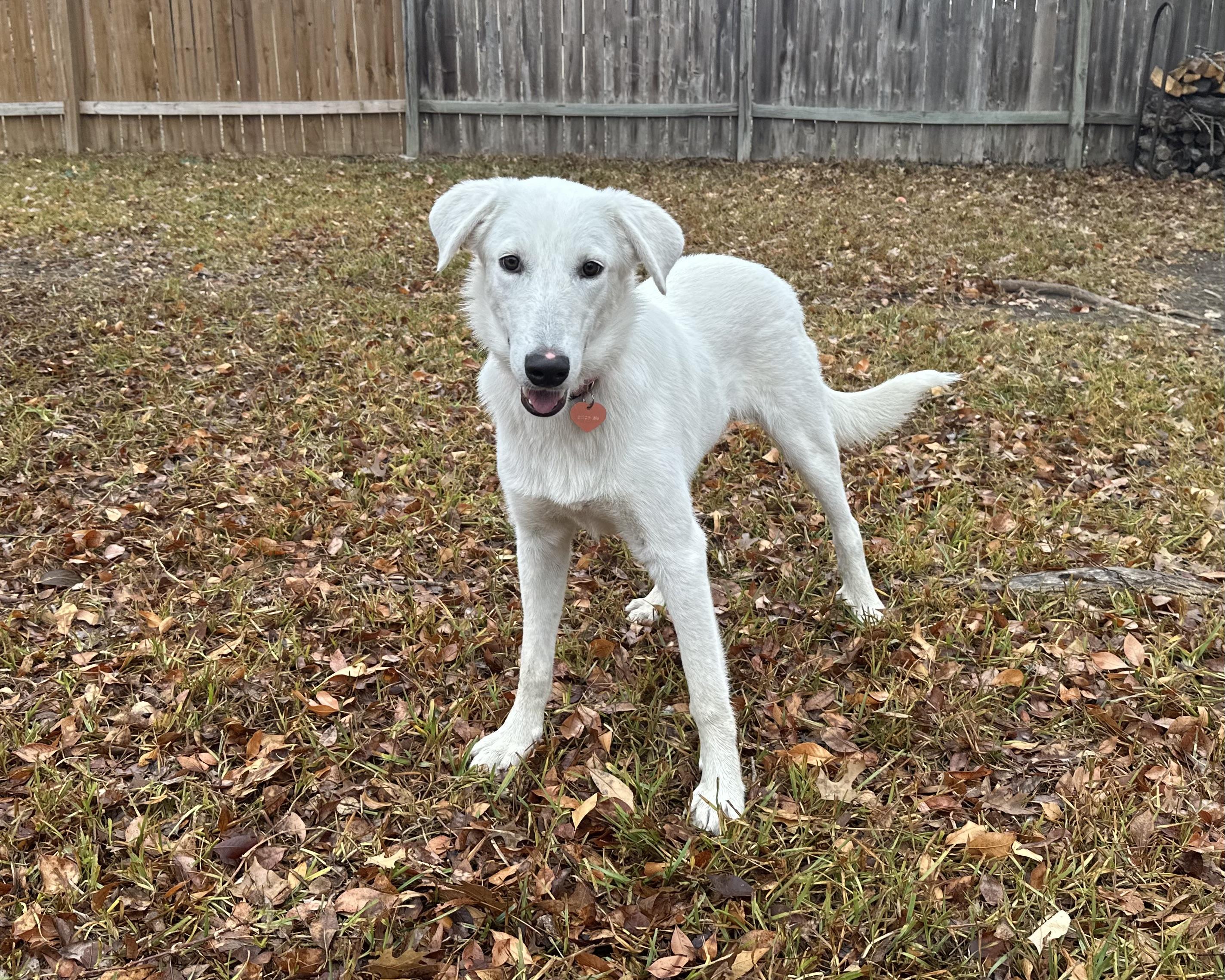Emmett, ADOPTABLE, Young Male Great Pyrenees.