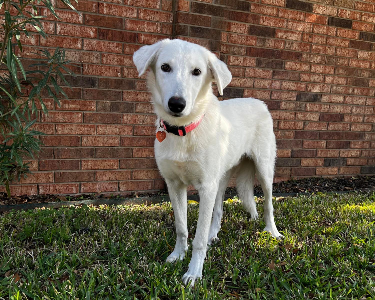 Enlarge Emmett, a ADOPTABLE mixed breed in San Antonio, TX image 4/6