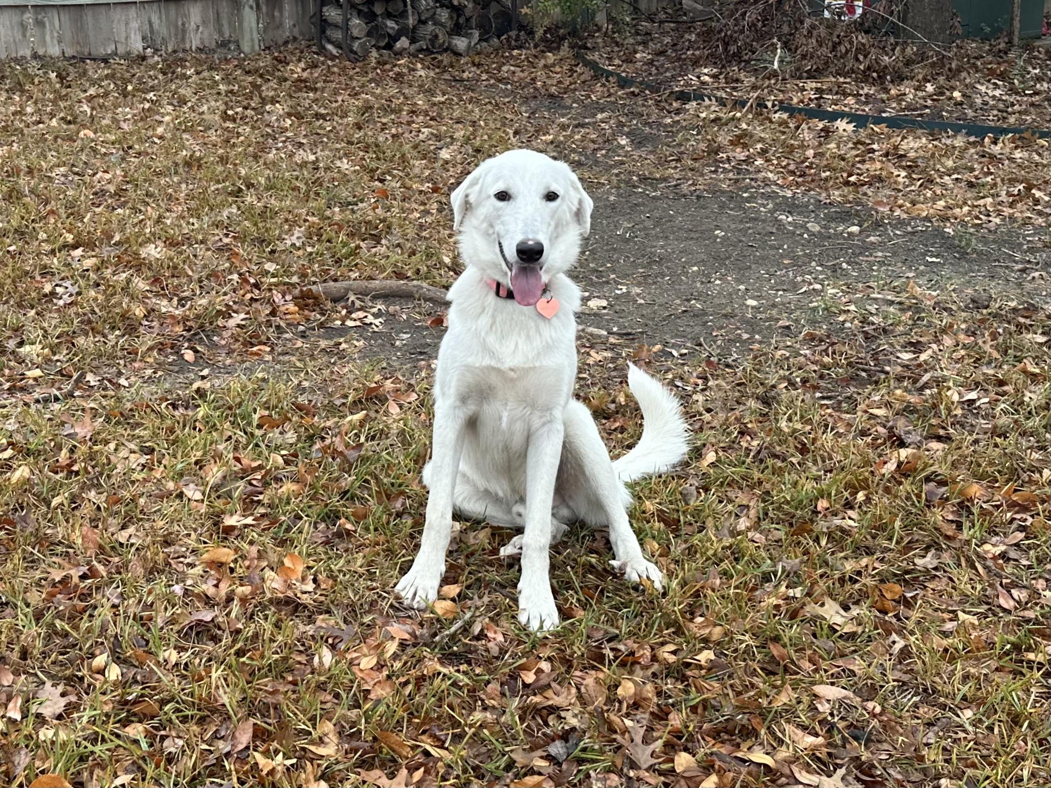 Enlarge Emmett, a ADOPTABLE mixed breed in San Antonio, TX image 3/6