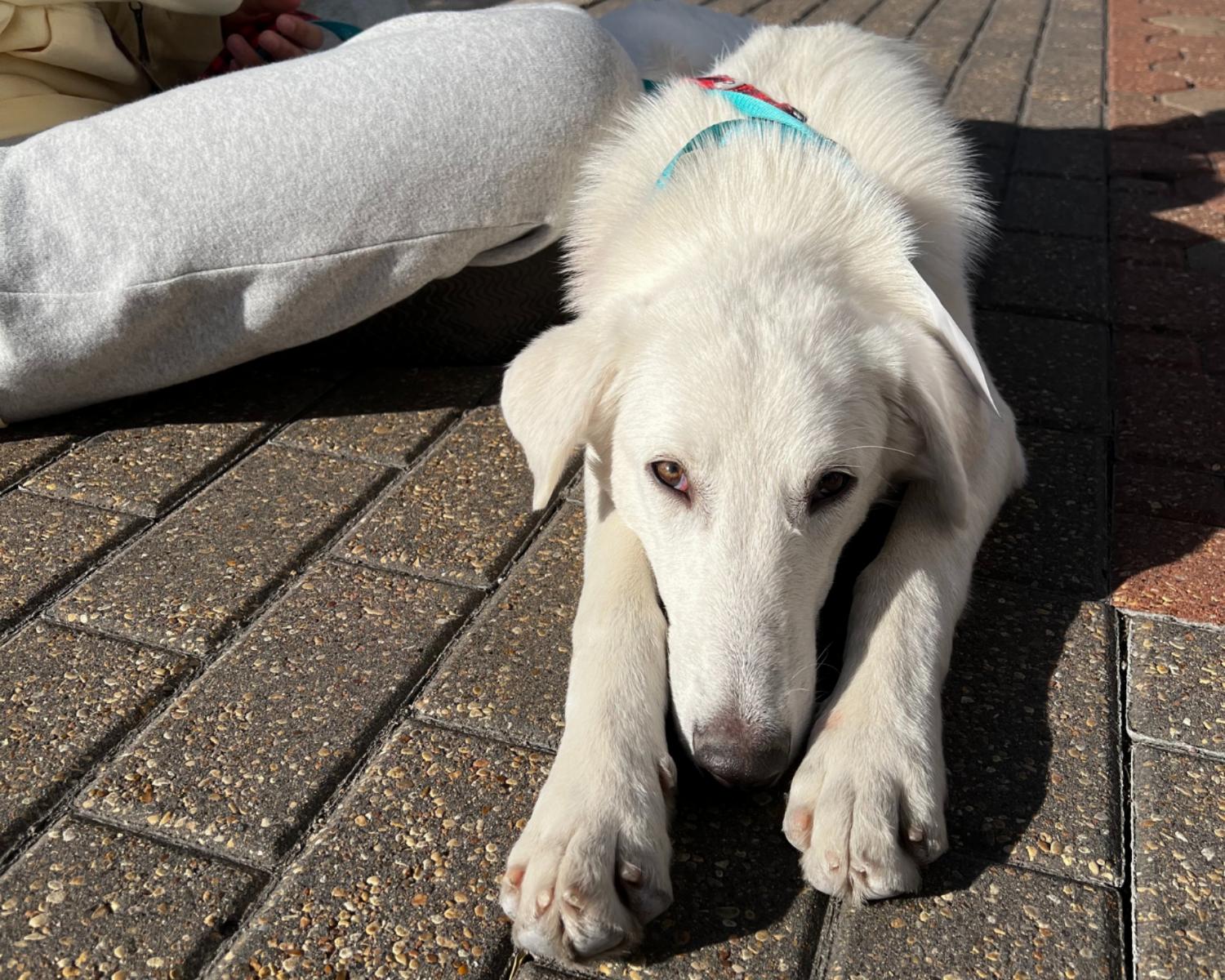 Enlarge Emmett, a ADOPTABLE mixed breed in San Antonio, TX image 5/6