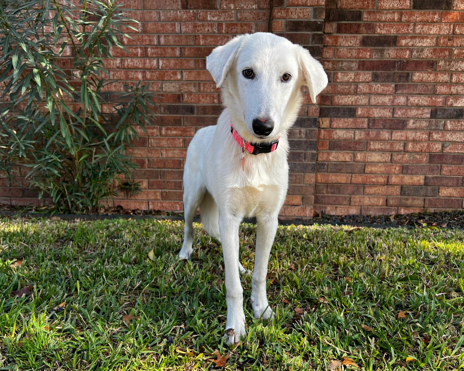 Enlarge Emmett, a ADOPTABLE mixed breed in San Antonio, TX image 2/6