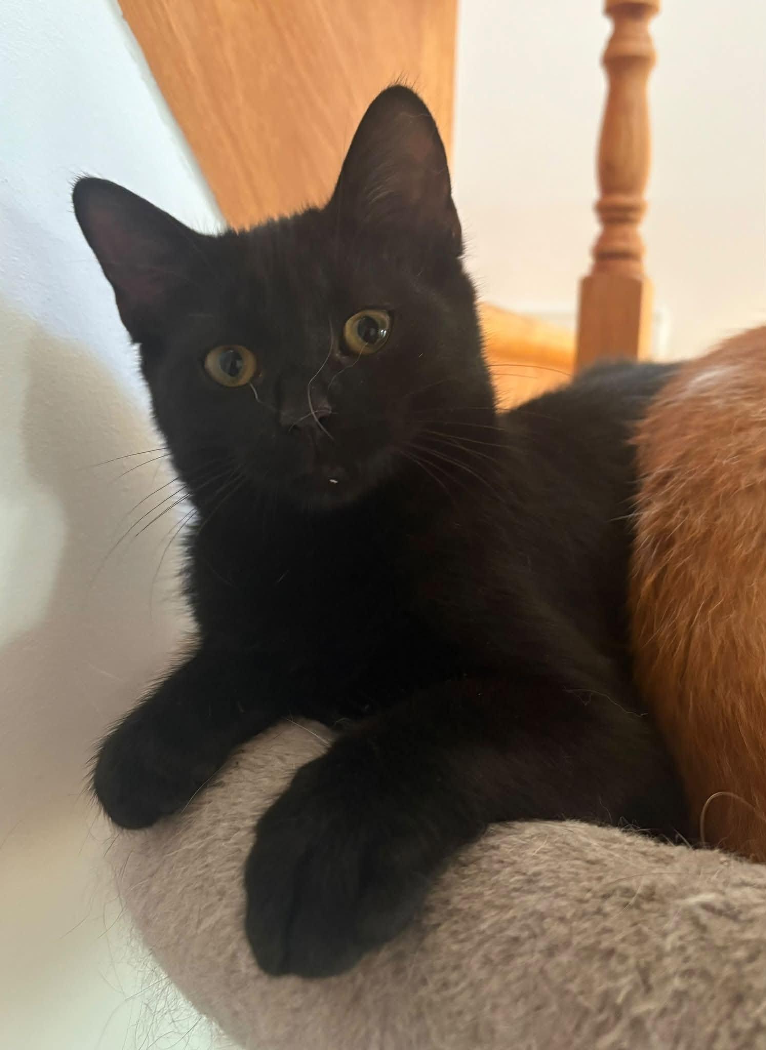 Marlo, Adoptable, Young Male Domestic Short Hair.