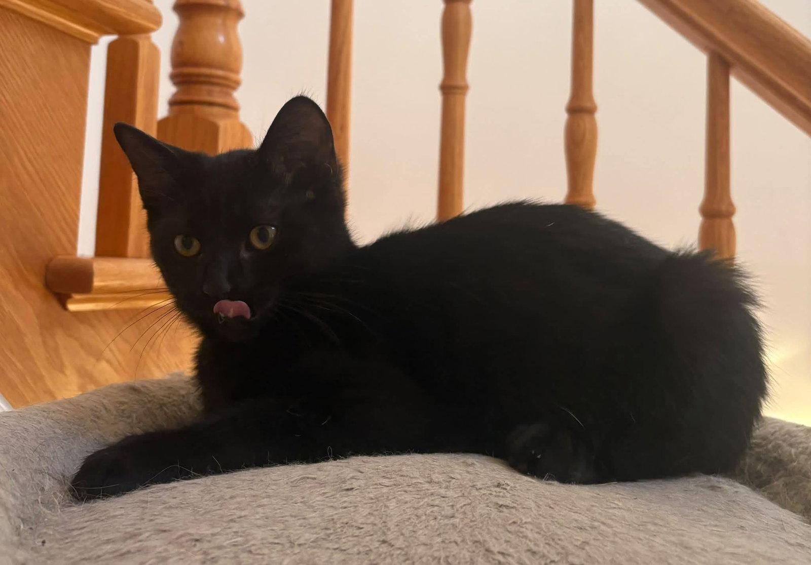 Enlarge Marlo, a Adoptable Domestic Short Hair in Orleans, ON image 2/3