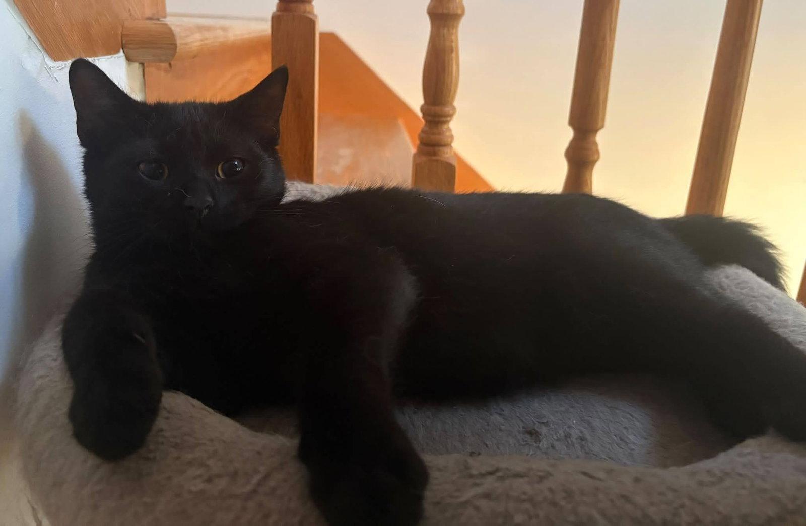 Enlarge Marlo, a Adoptable Domestic Short Hair in Orleans, ON image 3/3
