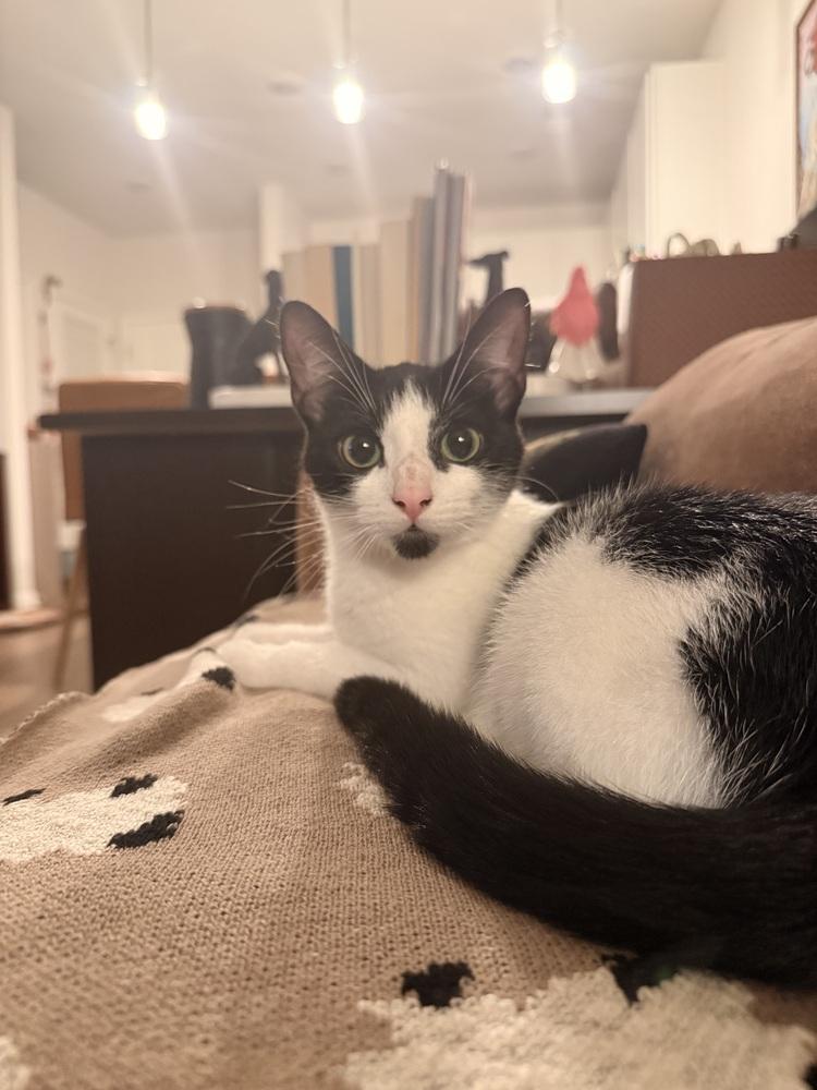 Enlarge Creamsicle (26-196 C), a Adoptable Domestic Short Hair in Lansing, MI image 2/4