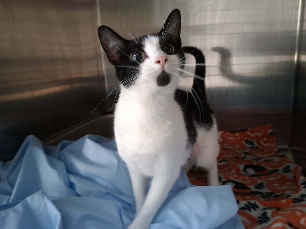 Enlarge Creamsicle (26-196 C), a Adoptable Domestic Short Hair in Lansing, MI image 3/4