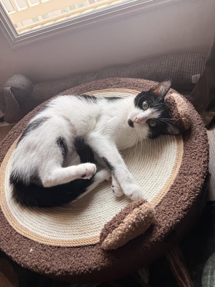 Enlarge Creamsicle (26-196 C), a Adoptable Domestic Short Hair in Lansing, MI image 4/4