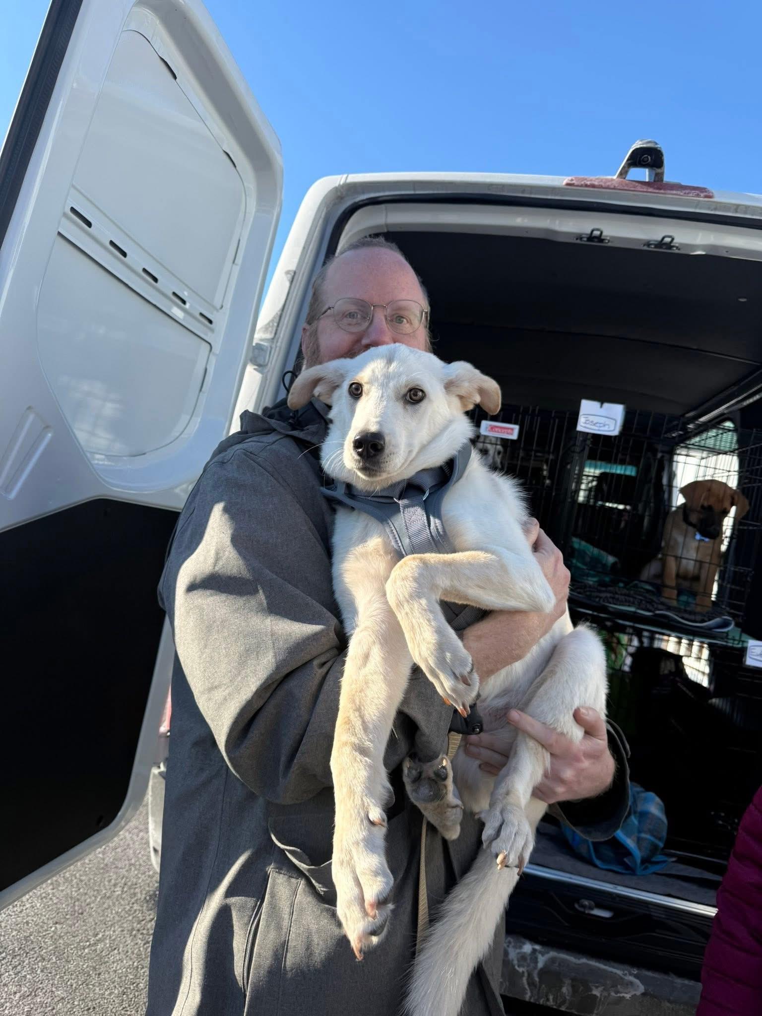 Everett, an adopted Shepherd in Breinigsville, PA image 2/4