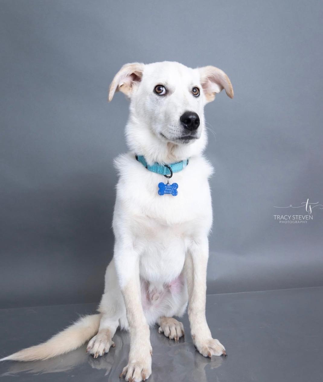 Everett, an adopted Shepherd in Breinigsville, PA image 1/4