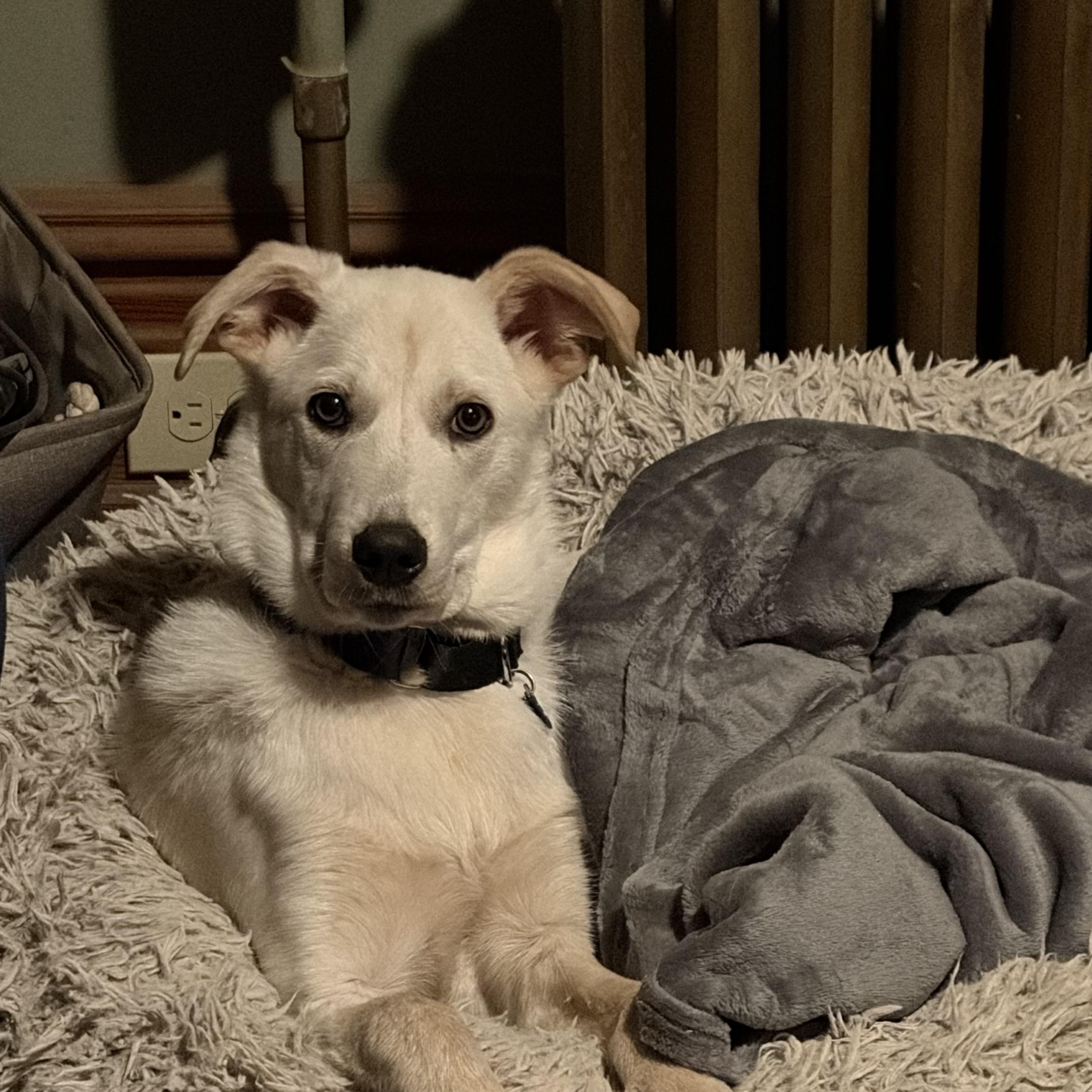 Everett, an adopted Shepherd in Breinigsville, PA image 3/4