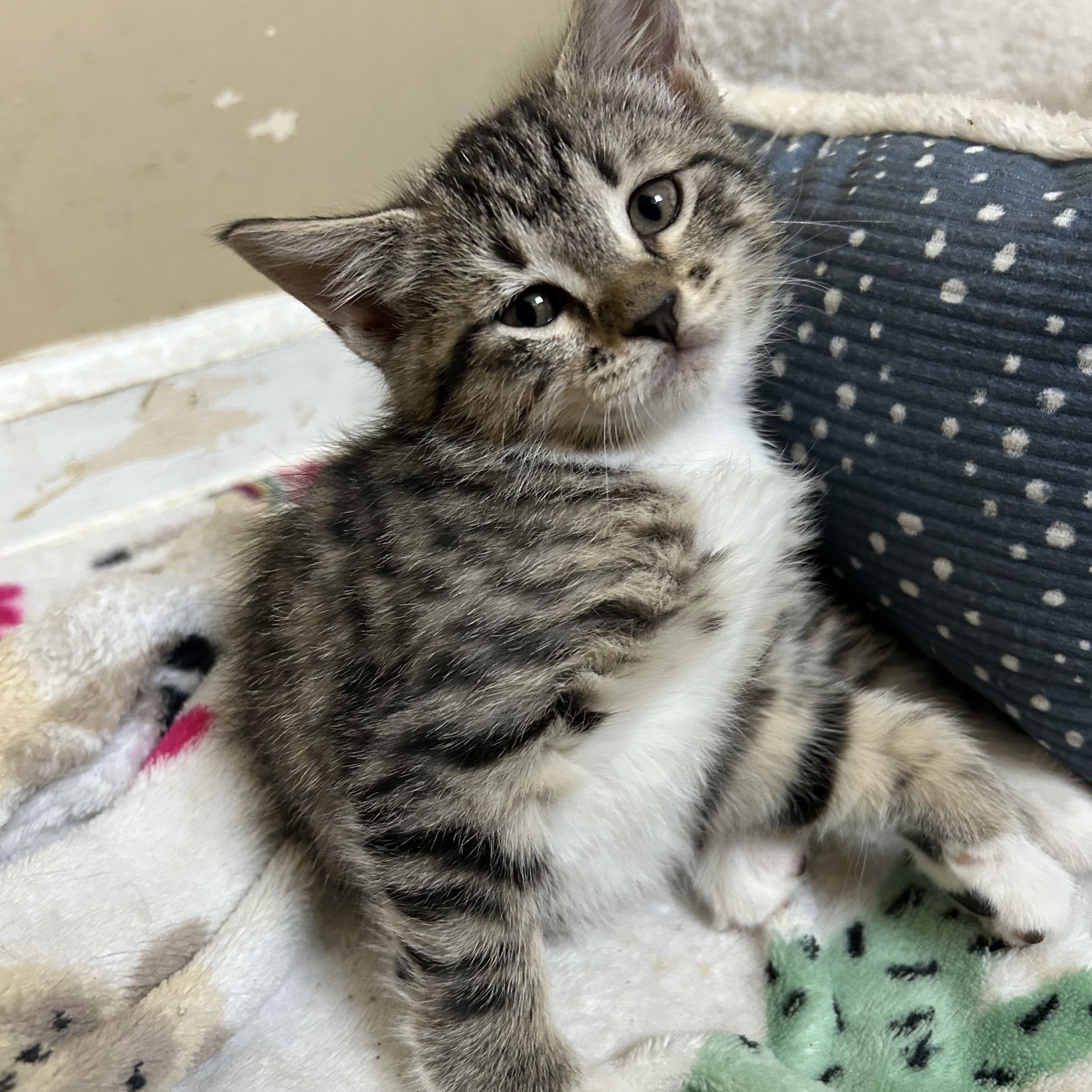 Enlarge Finch, an adopted Domestic Short Hair in Jacksonville, FL image 1/1