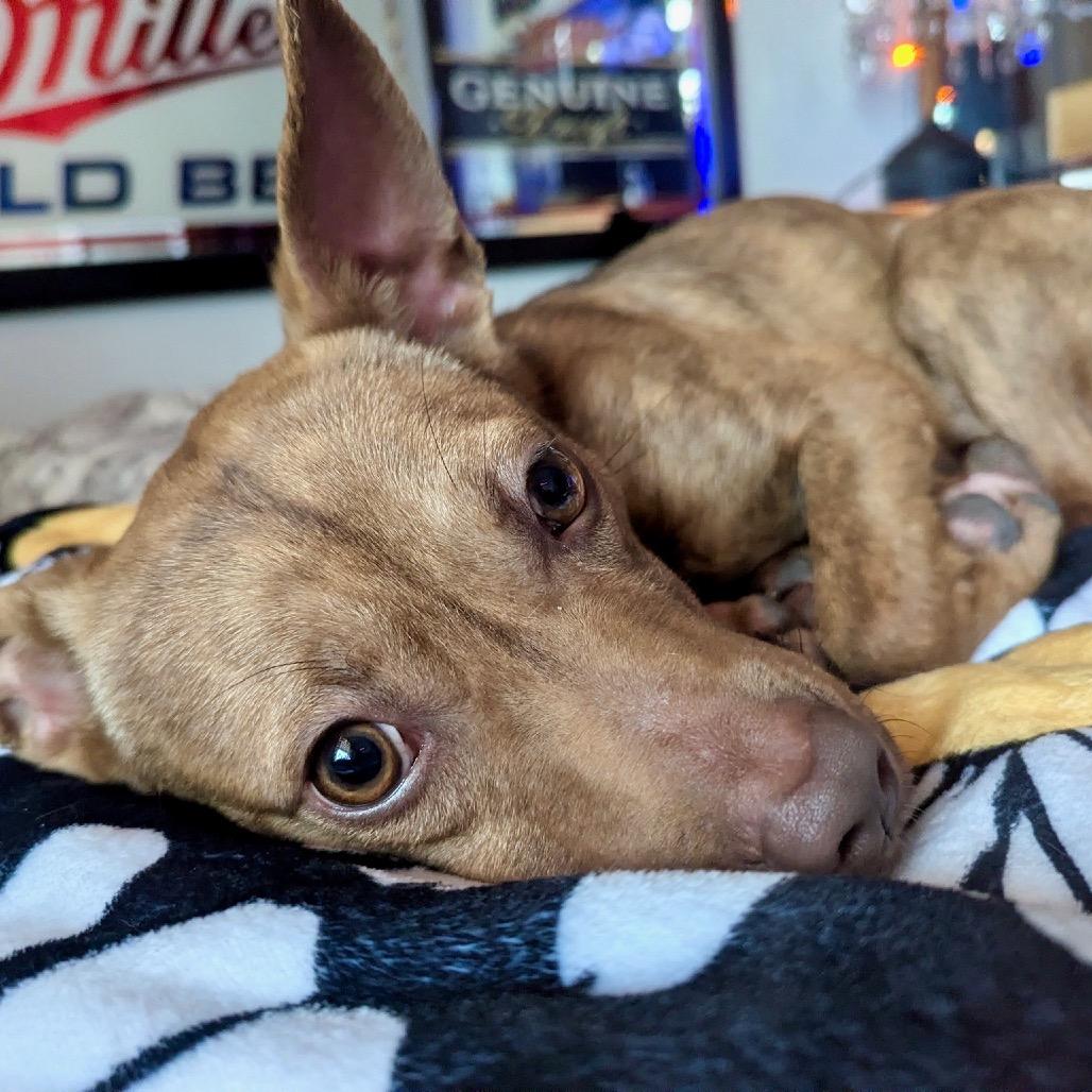 Enlarge Mossley, a Adoptable mixed breed in Metamora, MI image 1/6