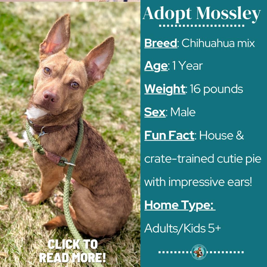 Enlarge Mossley, a Adoptable mixed breed in Metamora, MI image 2/6